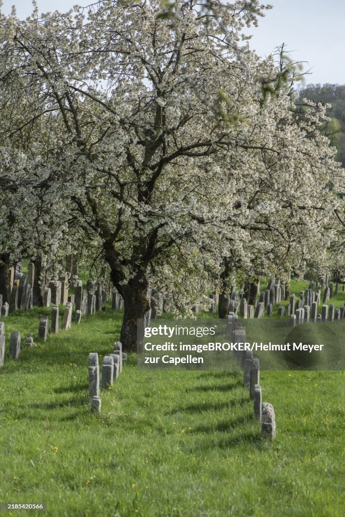 Flowering cherry trees (Prunus avium) in the Jewish cemetery, laid out in 1734, last burial in 1934, Hagenbach, Upper Franconia, Bavaria, Germany, Europe