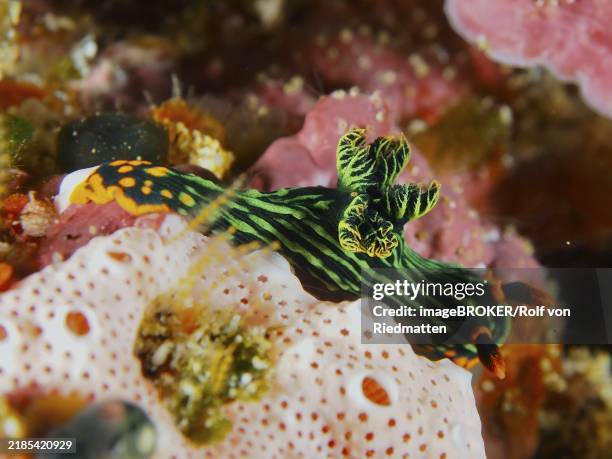 colourful sea snail with striped pattern, variable neon star snail (nembrotha kubaryana), on corals, dive site sd, nusa ceningan, nusa penida, bali, indonesia, asia - bali stock illustrations