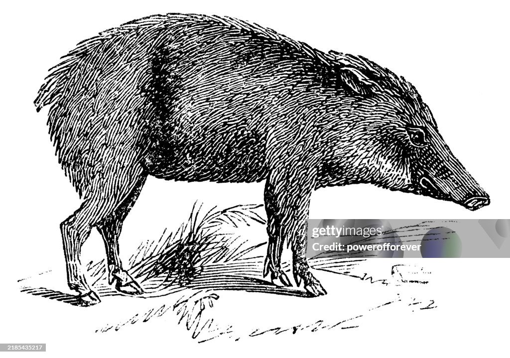 White-Lipped Peccary (Tayassu Pecari) - 19th Century