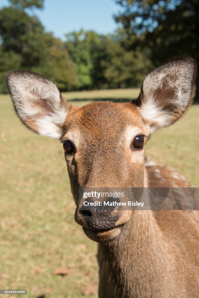 Sika Deer