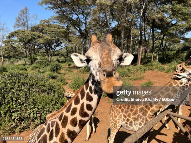 close-up of giraffes,nairobi,kenya - girafa da áfrica do sul girafa - fotografias e filmes do acervo