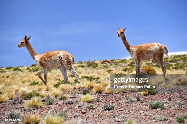 vicuñas near lagunas miscanti y miñiques in socaire (san pedro de atacama, atacama desert, chile) - vicuna stock pictures, royalty-free photos & images