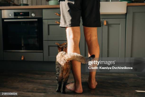 domestic life with pet. man holding bowl with feeding for his hungry cat. - leg stock pictures, royalty-free photos & images