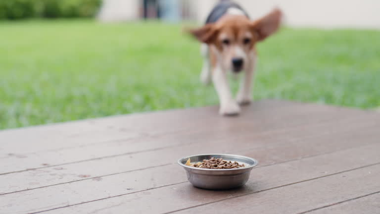 https://media.gettyimages.com/id/2185508317/video/beagle-dog-running-excitedly-towards-bowl-of-food-on-wooden-patio.jpg?b=1&s=640x640&k=20&c=pu4m6EhHv7NaVBMM5cYRYUAlOdUuEAaP8Evvjjvy-_s=