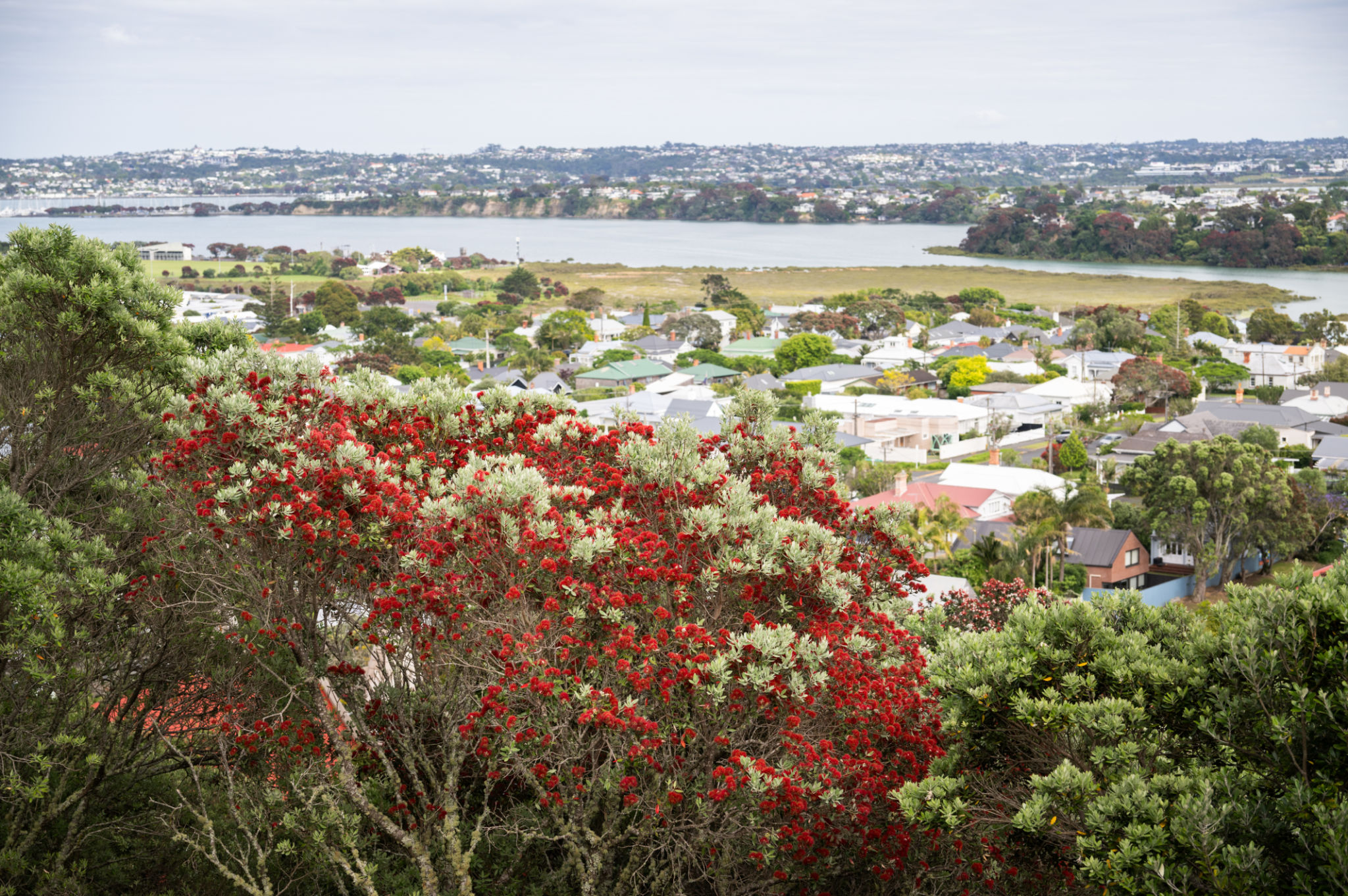 auckland climate