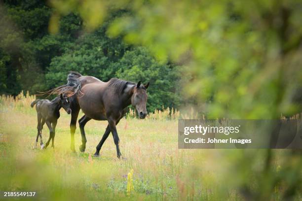 mare quarter horse walking with foal on meadow - tierfamilie stock-fotos und bilder