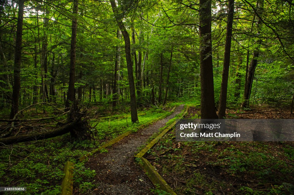 Pathway through lush woodland