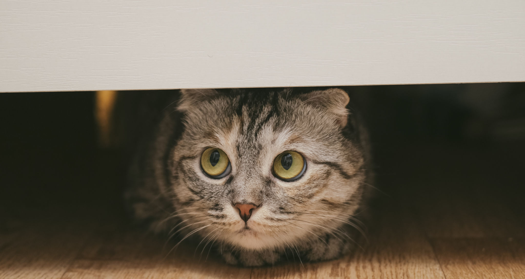 British cat under the bed. Cat is hiding and playing. Banner. British cat under the bed. Cat is hiding and playing. Banner.