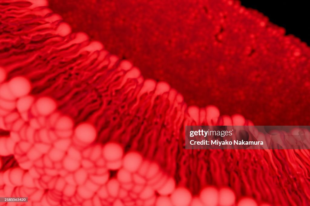 The structure of the phospholipid bilayer in mammalian cells. Phospholipids undergoing molecular motion. (transparent)