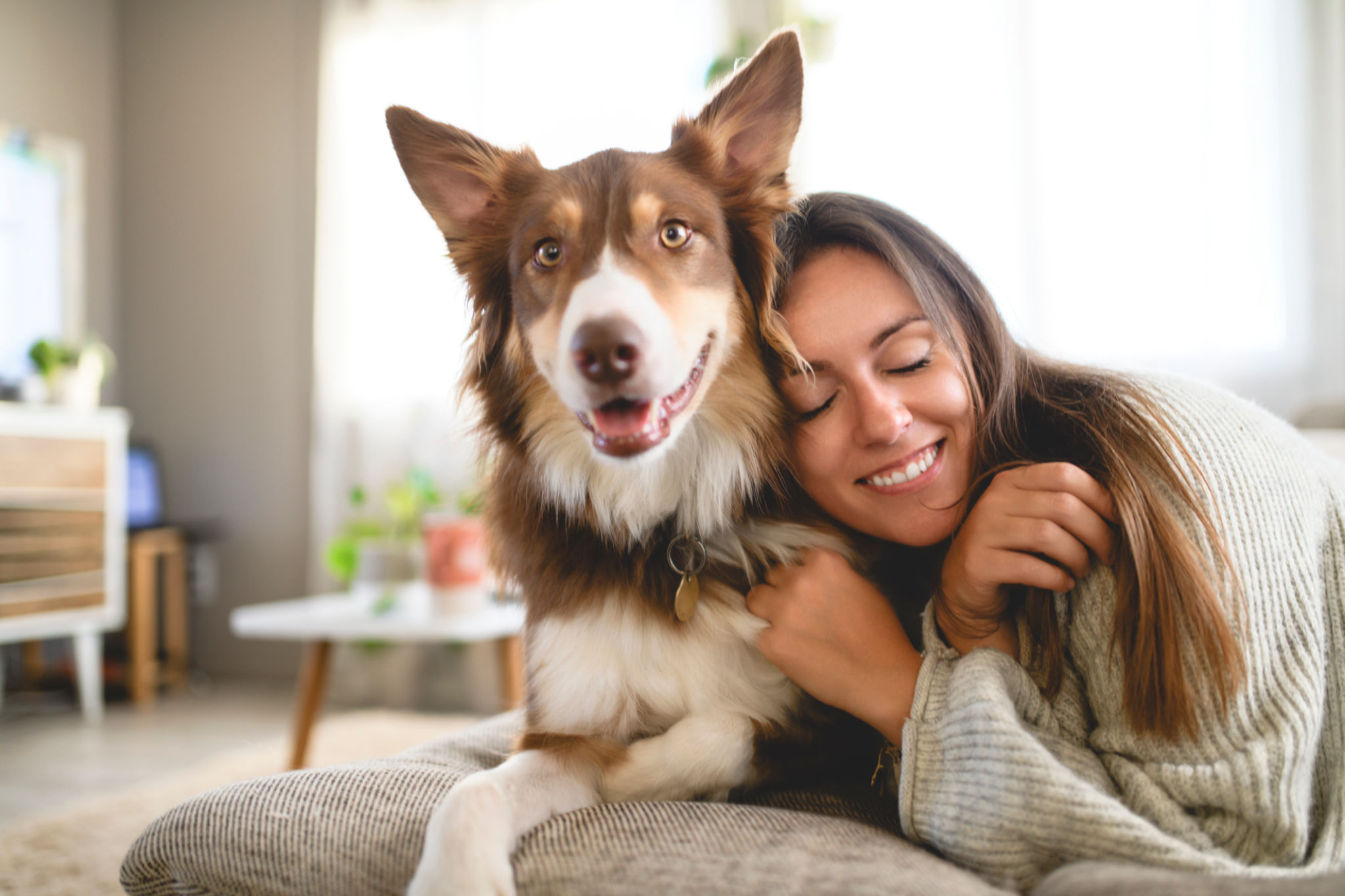 australian shepherd