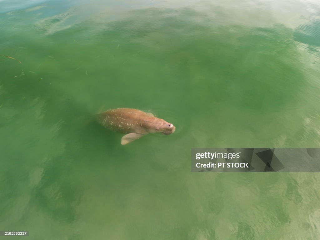 Overhead shot of a dugong swimming in vibrant green ocean waters, showcasing marine wildlife in its natural habitat.