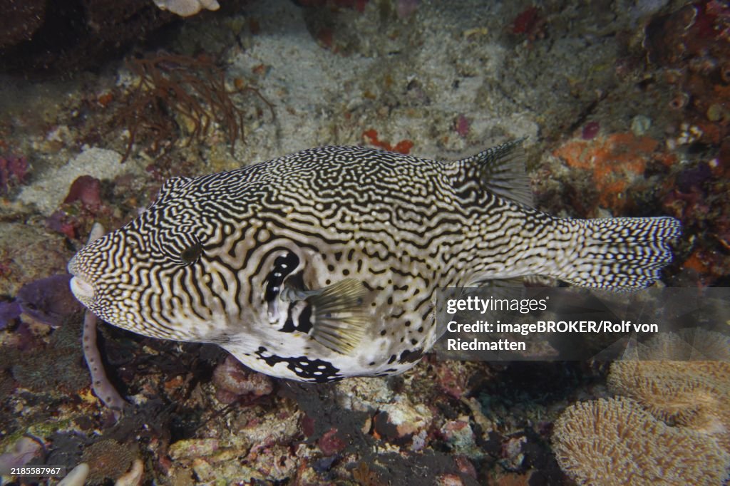 Map pufferfish (Arothron mappa) swimming along a reef on a seabed, dive site SD, Nusa Ceningan, Nusa Penida, Bali, Indonesia, Asia