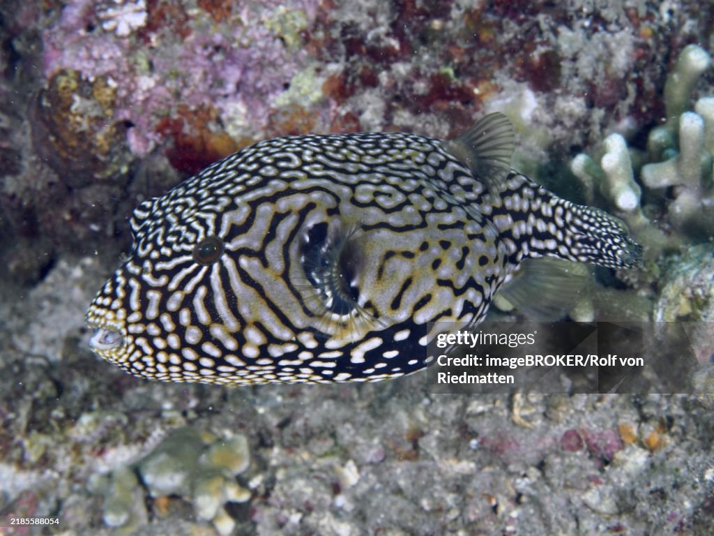 A fish with a complex pattern, map pufferfish (Arothron mappa), swimming over a tropical reef, dive site Spice Reef, Penyapangan, Bali, Indonesia, Asia