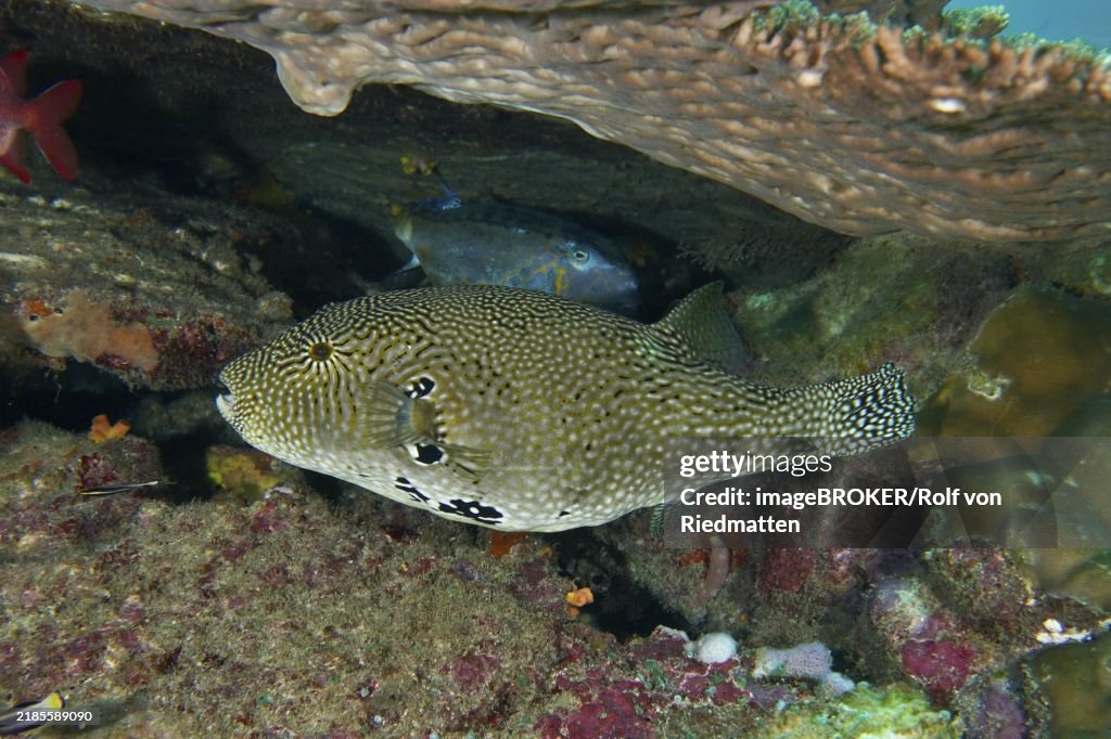 Map pufferfish (Arothron mappa) under a coral formation in a lively coral reef, dive site SD, Nusa Ceningan, Nusa Penida, Bali, Indonesia, Asia