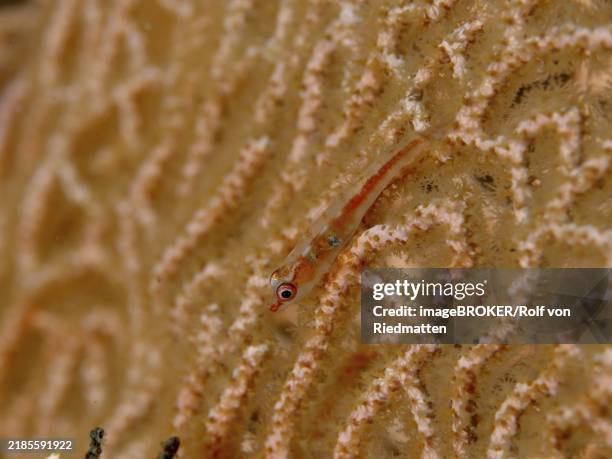 Goby Fish Translucent 157 Transparent Goby Stock Photos, High-Res Pictures, and Images ...