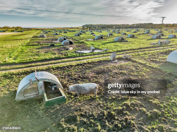 a pig farm - suffolk - uk (from a drone perspective) - organic farm stock pictures, royalty-free photos & images