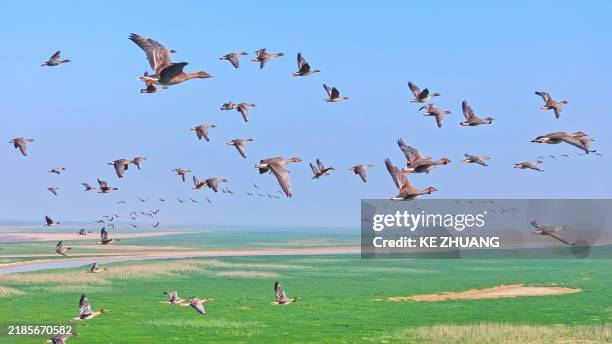 ein schwarm wildgänse, poyang lake wetland - tierwanderung stock-fotos und bilder