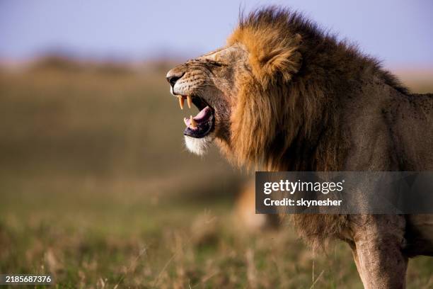 lion's roar in nature. - leon fotografías e imágenes de stock