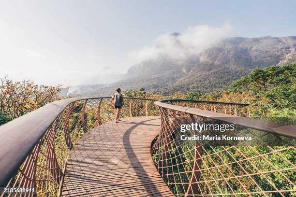 a woman walks along the tree canopy at kirstenbosch national botanical gardens in cape town. - markise stock-fotos und bilder