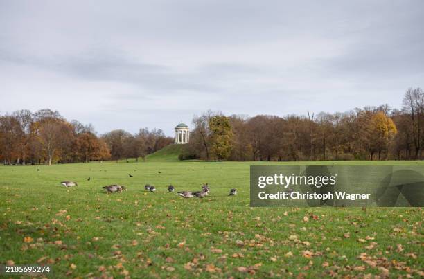 münchen, englischer garten, monopterus, bayern - englischer garten stock-fotos und bilder