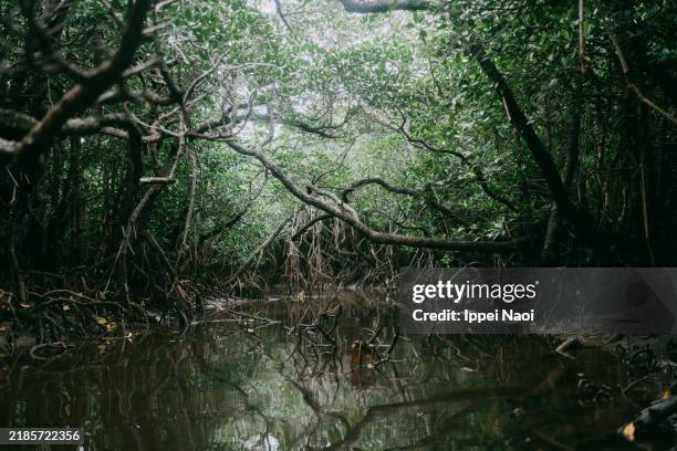 mangrove forest, okinawa, japan - marécage photos et images de collection