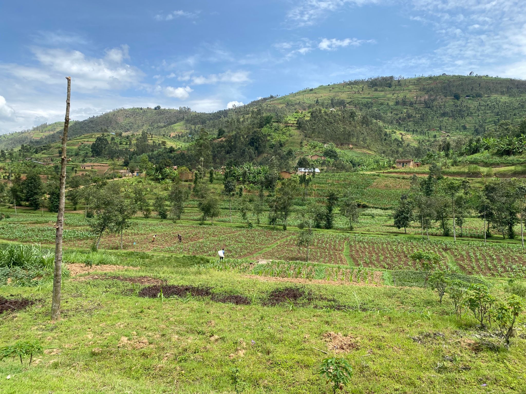 kasungu farming