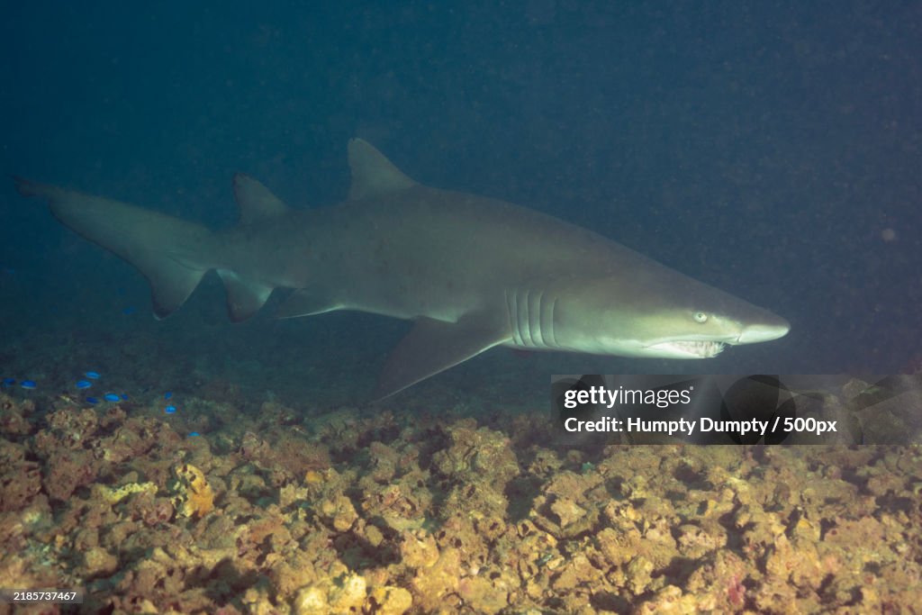 Close-up of shark swimming undersea
