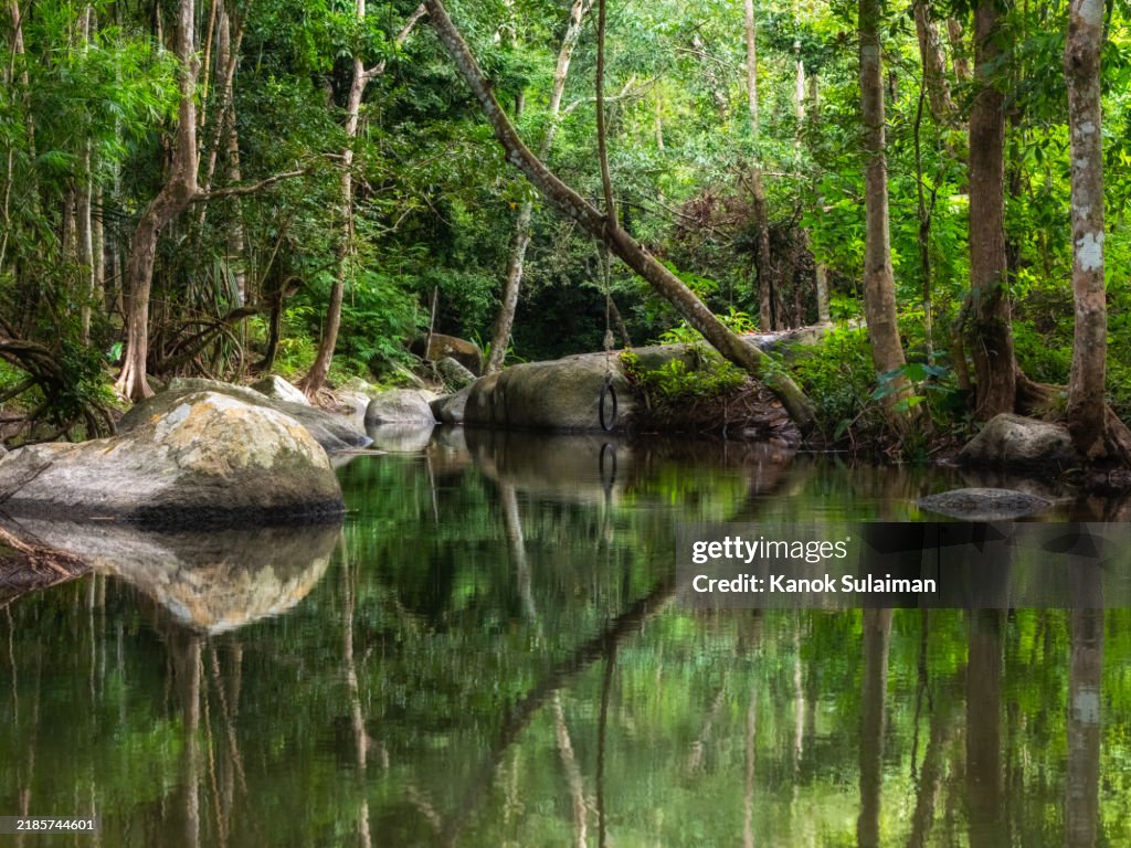 Forest on the surface of the water, Deep Into the Forest