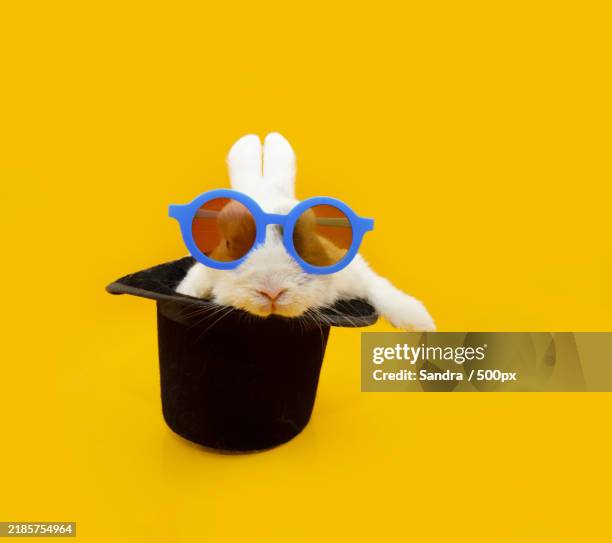 portrait rabbit bunny pet celebrating carnival,halloween,new year party inside a top hat wearing glasses isolated on yellow background,spain - zylinder kaninchen stock-fotos und bilder