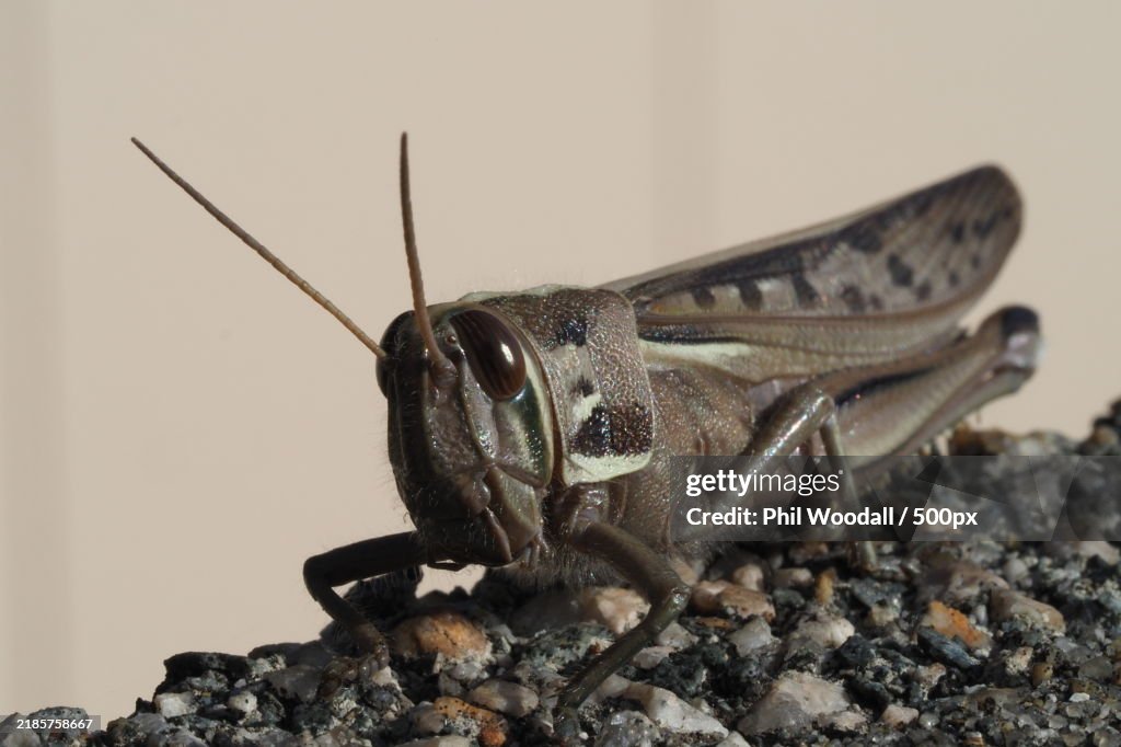 Close-up of insect,Japan