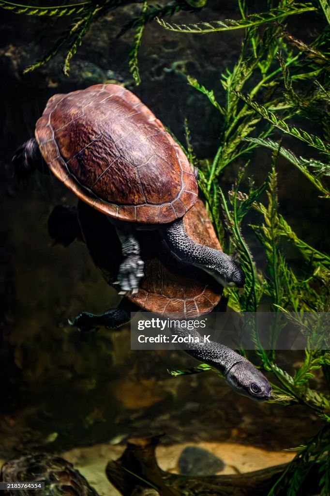 Mating turtles - Roti Island snake-necked turtles