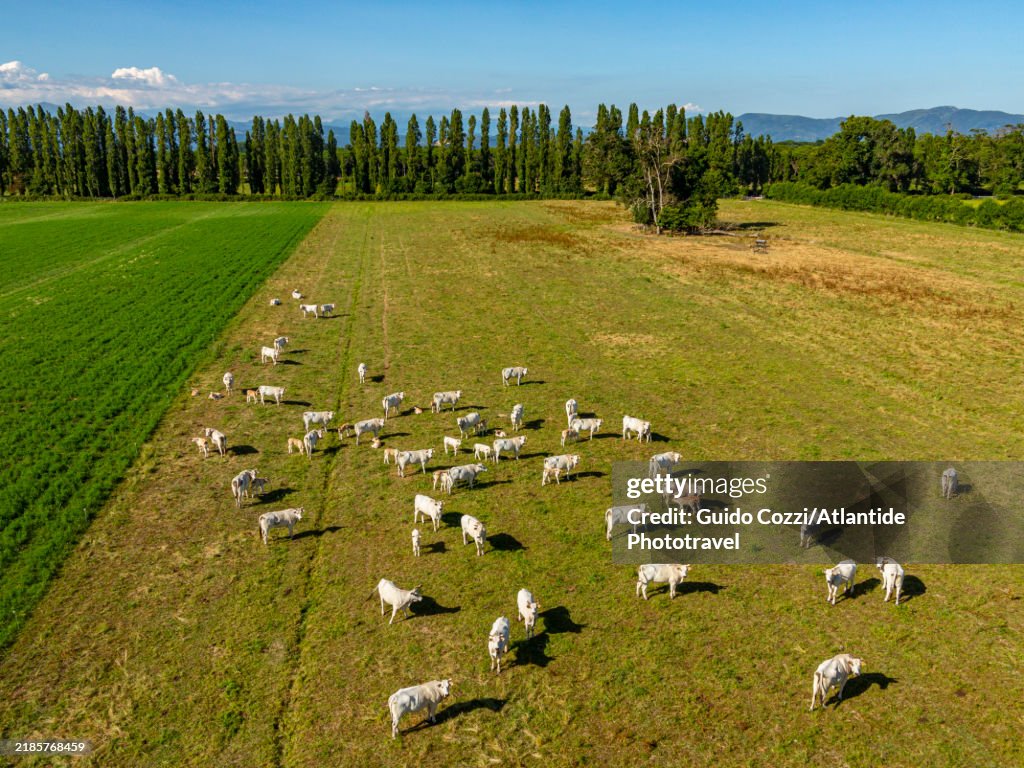 Tuscany, Parco Naturale San Rossore