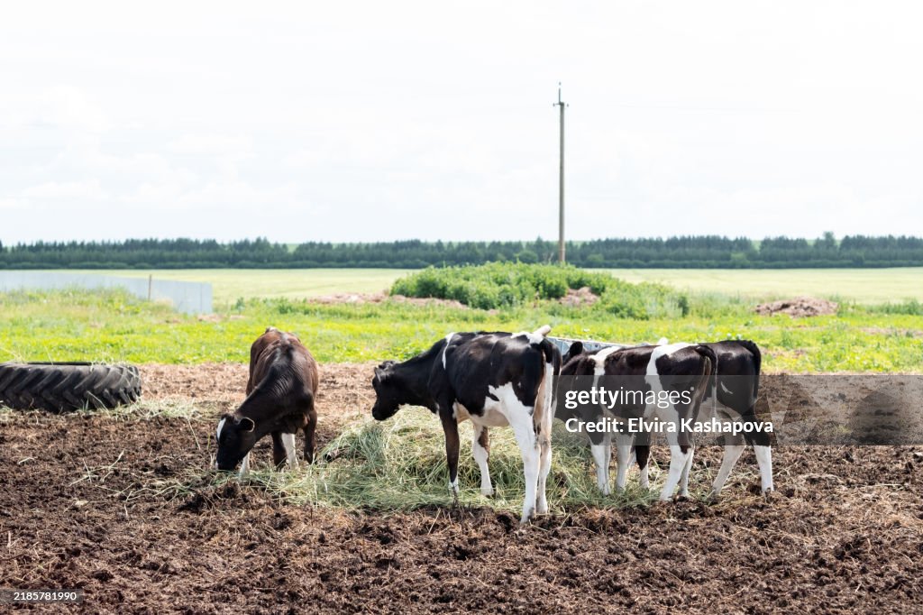 Herd of calves and bulls on a farm, in an open paddock