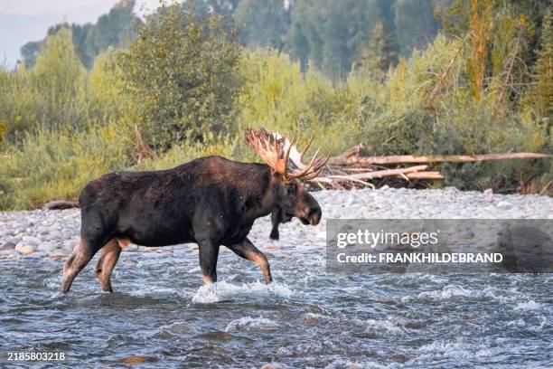 lac moose - parc national du grand teton photos et images de collection