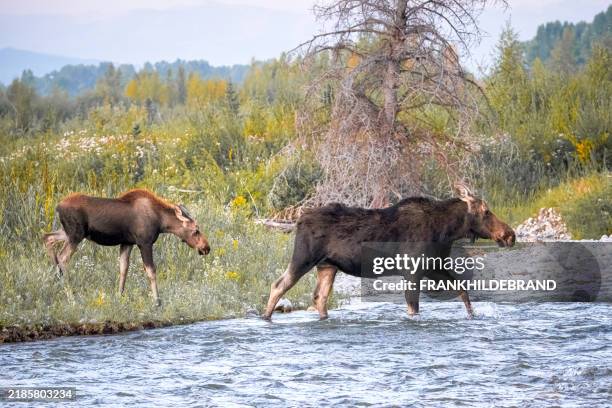 lac moose - parc national du grand teton photos et images de collection