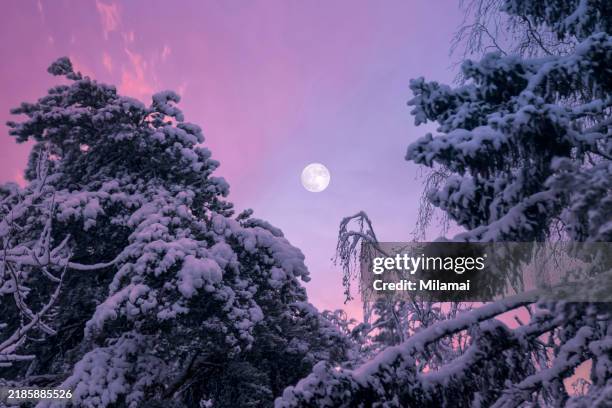full moon shining in the winter forest, frozen trees covered with fresh snow at romantic pink sunrise - full moon stock pictures, royalty-free photos & images