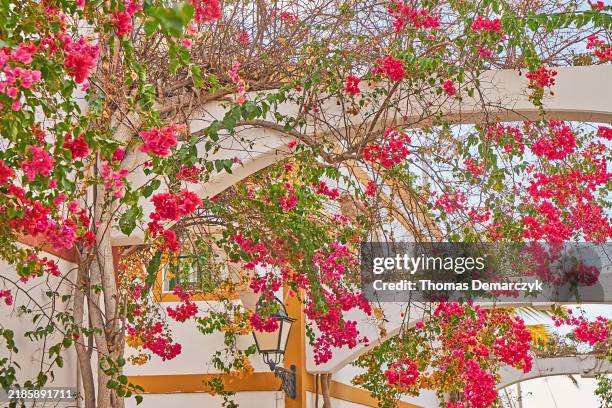 gran canaria - bougainvillea stock pictures, royalty-free photos & images