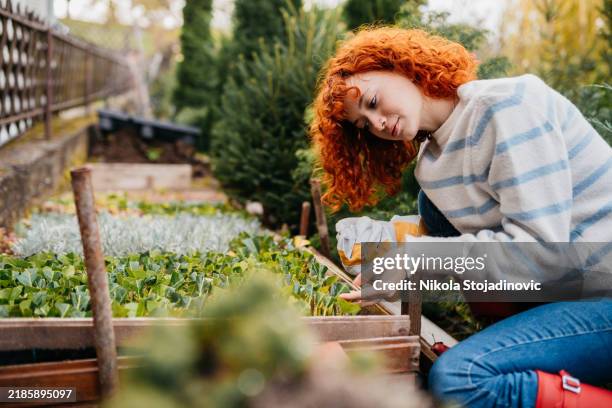 il mio posto preferito. - giardino pubblico giardino foto e immagini stock