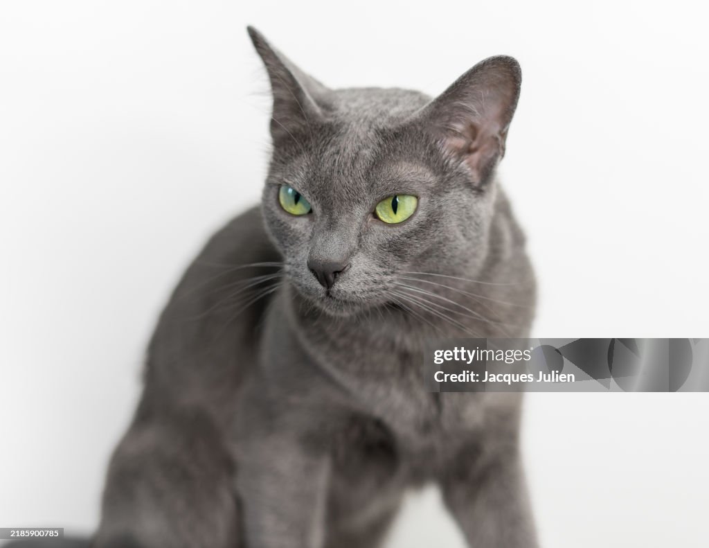 Grey cat on white background
