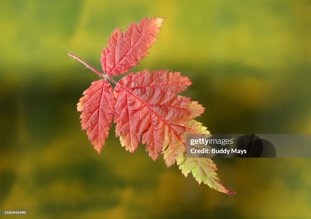 Wild Salmonberry Leaf