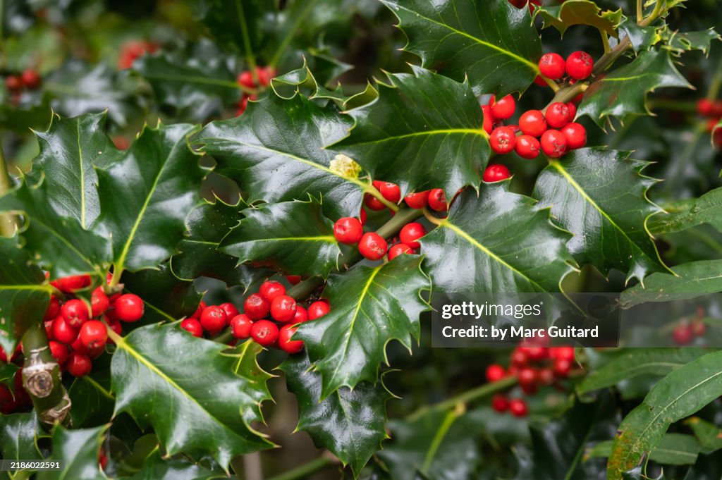 Closeup of holly in the village of Kinlochleven along the West Highland Way, Scotland