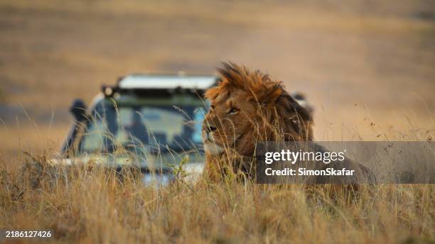 safari vehicle driving behind lion resting in grass on wildlife reserve. - africa lion stock pictures, royalty-free photos & images