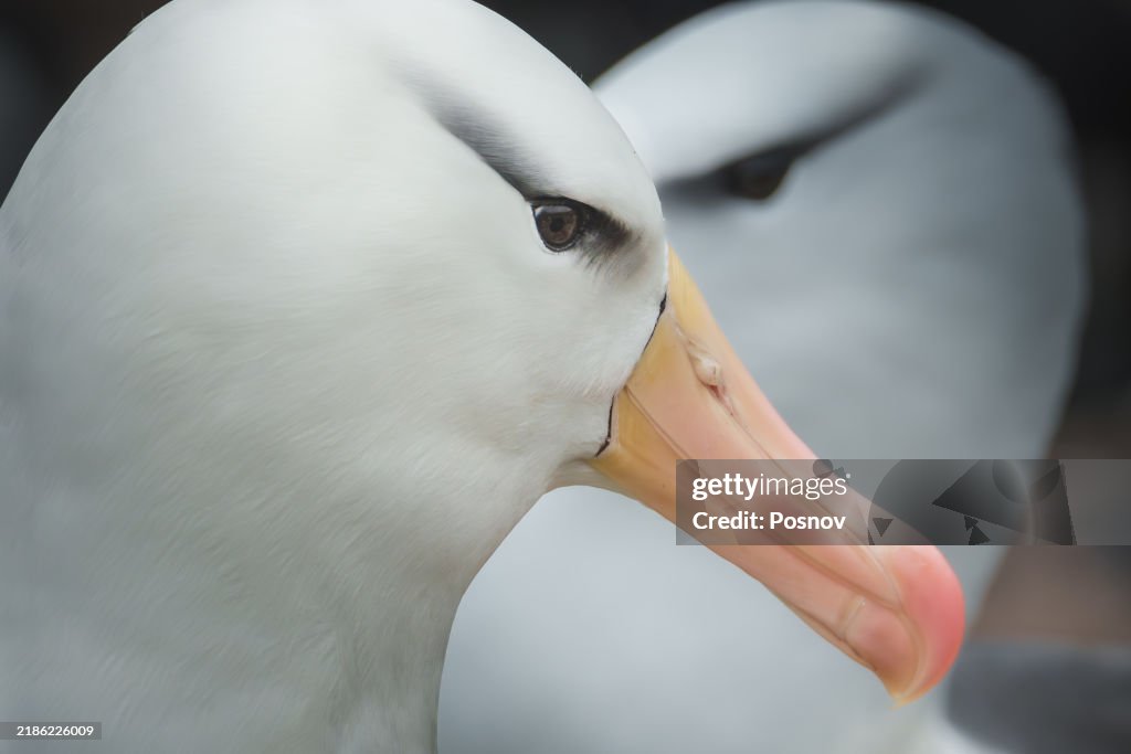 Black-browed albatross