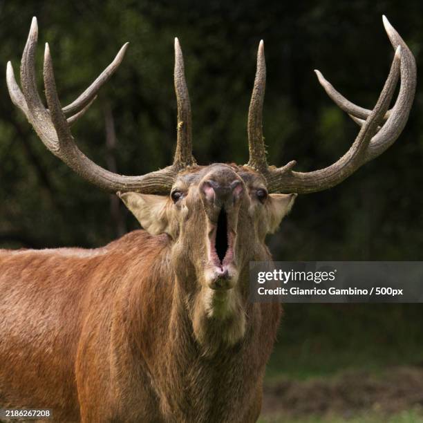portrait of red deer,villetta barrea,abruzzo,italy - horned stock pictures, royalty-free photos & images