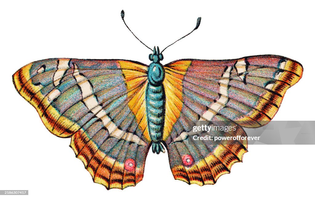 Purple Emperor Butterfly Insect (Apatura Iris) - 19th Century