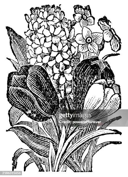 bouquet of flowers - 19th century - hyacinth stock illustrations
