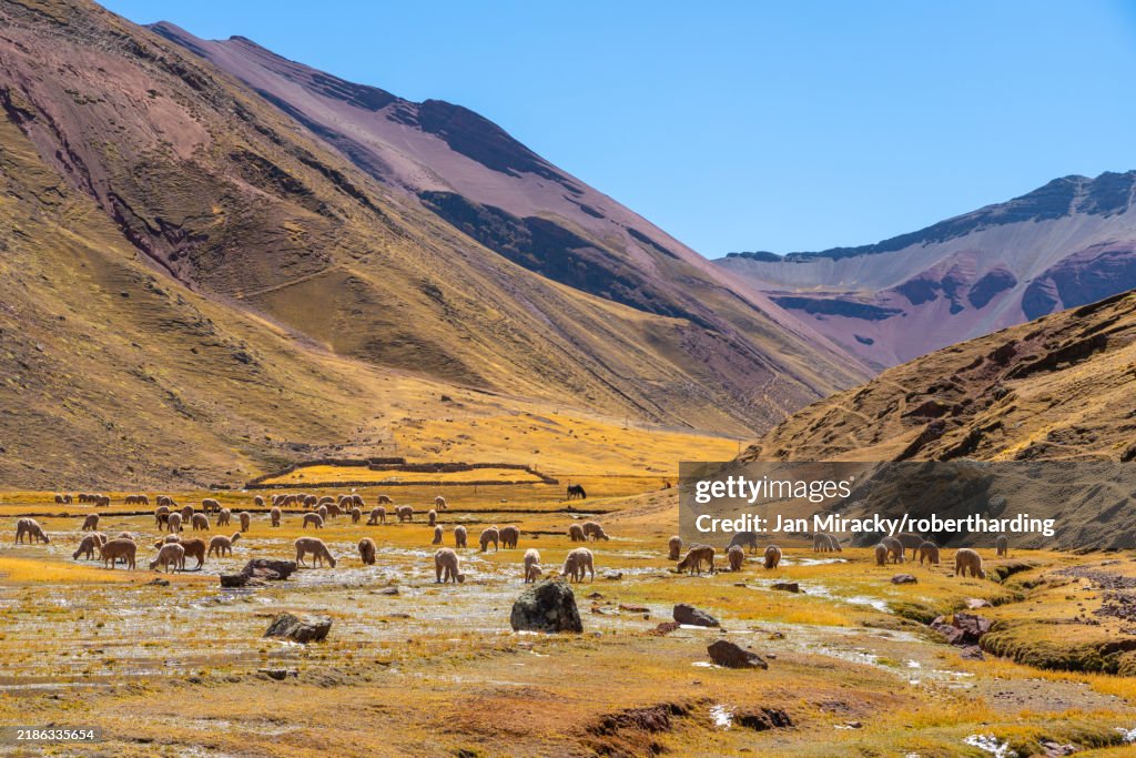 Herd of alpacas, near Rainbow Mountain, Pitumarca District, Cusco (Cuzco) Region, Peru, South America