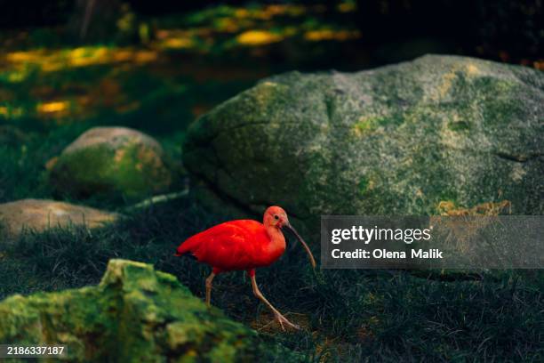 scarlet ibis standing by a tranquil pond - protección-de-fauna-salvaje fotografías e imágenes de stock