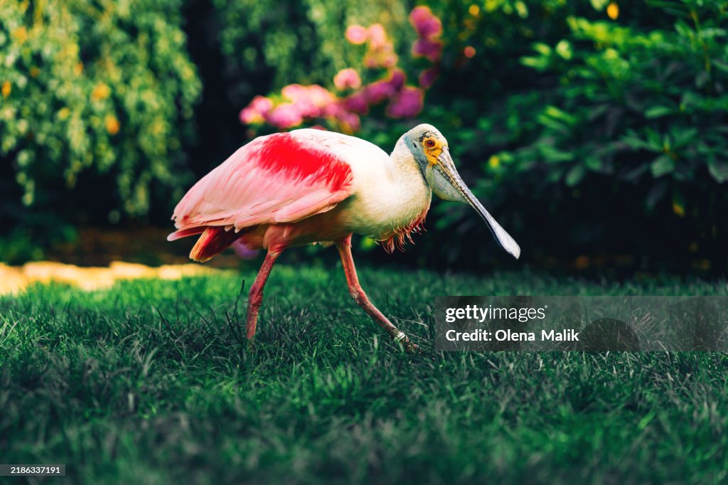Roseate Spoonbill in Lush Greenery