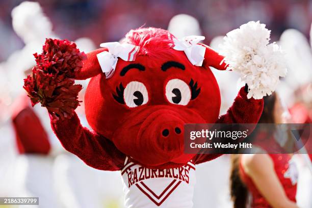 Arkansas Razorbacks Mohawk 104 Razorback Mascot Stock Photos, High-Res Pictures, and Images ...